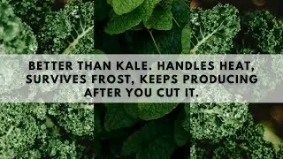 Better Than Kale. Handles Heat, Survives Frost, Keeps Producing After You Cut It.