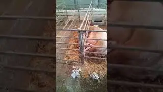 Small budget farrowing crate  for pigs.... #farming knowledge # pig farming #farming