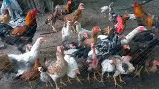 Cute Chicken Animals Eating Food With Family so Happy