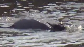 Crocodile Attack at the Mara River