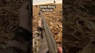 Bringing em in close #southdakota #goosehunting #waterfowlhunting #hunting