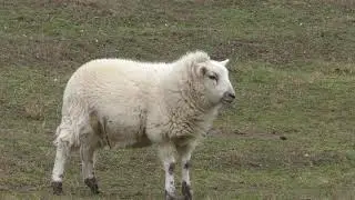 Sheep looks at me Walberswick National nature Reserve Suffolk UK 7Jan19 130p 2160p 4k
