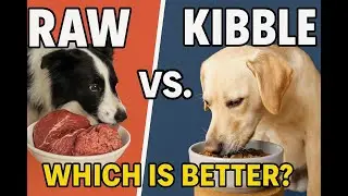 Raw vs. Kibble: Which Dog Diet Is Better in 2025?