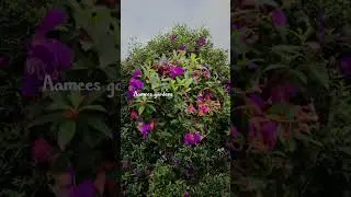 Melastoma 😍🪴Order now 90615 71417 #plantslover💚 #ordernow☺️ #plants #gardentips #gardening #garden