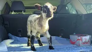 Saving Squirt: World first procedure fixes lamb's leaky heart