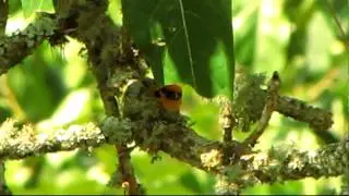 Golden Tanager-t&aacute;ngara dorada-Tangara arthus