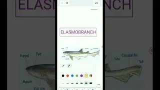 Elasmobranch #classification #zoology #fish