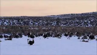 Busy morning on a greater sage-grouse lek