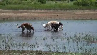 Borzois in the Wild - Part 1 of 3