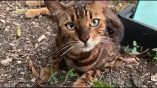 Petting feral cats after 2 years of building trust