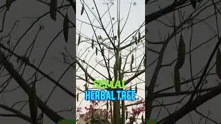 #semal #herbaltree #mochras #viral  #trending #reels #yutubeshorts #shorts