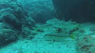 Inmersiones con centro de buceo Benalm&aacute;dena