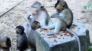 Orphan baby Carlino eating fruit with others/ Adolescent monkey Aliza taking care baby Carlino.