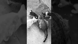 вровське життя не легке #cat #meme #kitten
