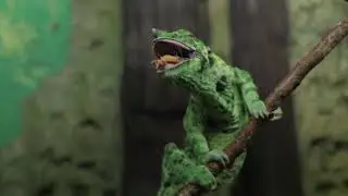 Chameleons Eating Crickets And Other Bugs Video, Chameleons Eating Compilation
