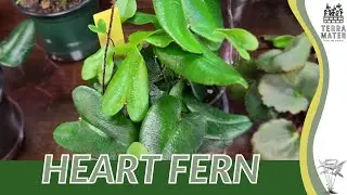 HEART FERN Information, Description & More! (Hemionitis arifolia