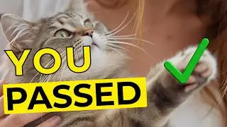 How CATS Quietly Decide You Are Safe