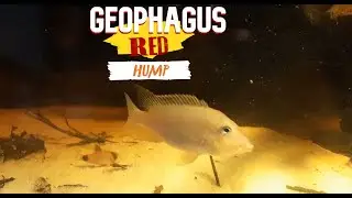 Geophagus steindachneri, red hump, juvenile
