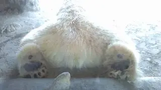 Polar Bear Feet | Huge Feet