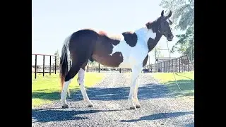 Bo ~ 5-Year-Old ~ Paint ~ Gelding