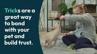 Teach Your Pet Like a PRO: Tips and Tricks