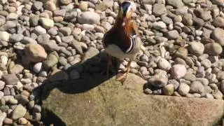 Mandarin Mallard Mere Brow.
