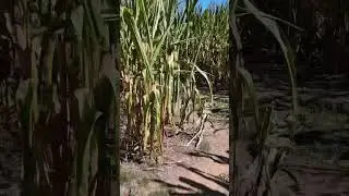 Hyper lapse with a DJI Osmo pocket 3 ina corn maze! #dji #djiosmopocket3 ￼