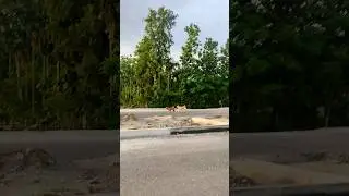 Road Running Problems 😭 Assam police SI (AB/UB), Assam commando SI Run practice - #assampolice