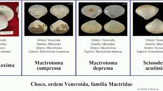 Choco, ordem Veneroida, fam&iacute;lia Mactridae maxima mollusca compressa solida depressa angolensis