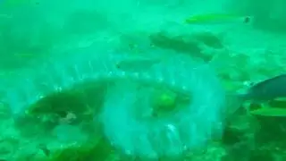 Pegea confoederata Salp at Long Point: Marineland, Palos Verdes Peninsula 