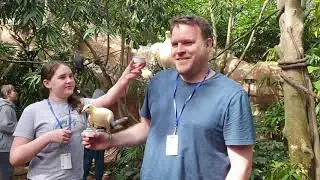 Discovery Cove - Aviary Walkthrough