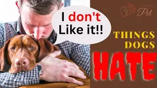 15 Things That Dogs Hate | Keeping Pet