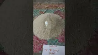 SHANK VALAMPURI SHANK AVAILABLE ORIGINAL REAL RICE TEST MILK TEST CALL ME 9359806110
