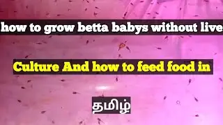 How to grow betta babys without live culture and how to feed food in Tamil || #AQUAFISHEXPERT
