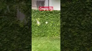 Creeping Fig #fig #creeper