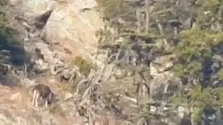 Markhor Wildlife |KaigaCoservation| #markhor #conservation #wildlife