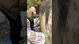 Cement Plant Snake Alert! ज़हरीला Cobra निकलते ही मचा हड़कंप 😨