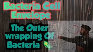 Bacterial cell envelope || The outer wrapping of bacteria || Gram staining of bacteria ||