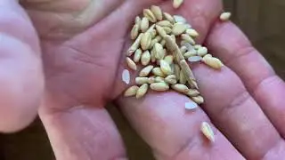 WARNING!!! Watch before you buy Azure soft white wheat berries