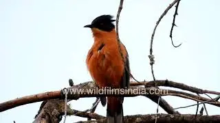 Close-up of rufous sibia grooming on forest treetop