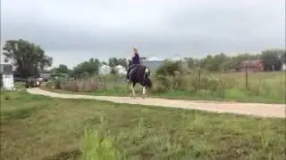 For Sale - Flashy Registered MO Foxtrotter Mare