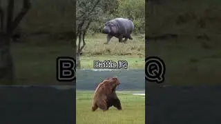 Hippopotamus vs grizzly bear