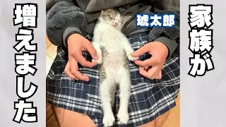[Announcement] We have a new member of our family (kitten)