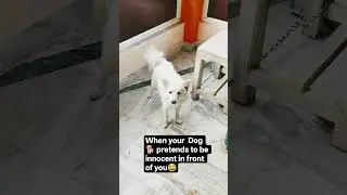 Smart dog #dog #trending #shorts #cuteanimal 😍🐕😂