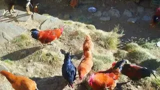 Himalayan Mountain Nepali Village People Life