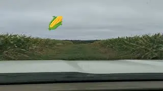 rainy day in Ohio's bounty #corn