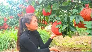 Vườn Bưởi Da Đỏ Vào Mùa Thu Hoạch, Trái To Đỏ Đẹp Mê Ly