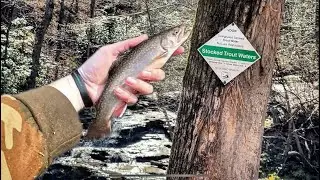 Trout Fishing The Pigg River on a HOT day with Pinched Crawlers