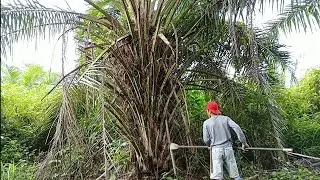 hampir lupa rasanya Tunas pokok yang seperti ini