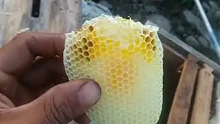 Bee keeping and wild Birds(age)in shoot